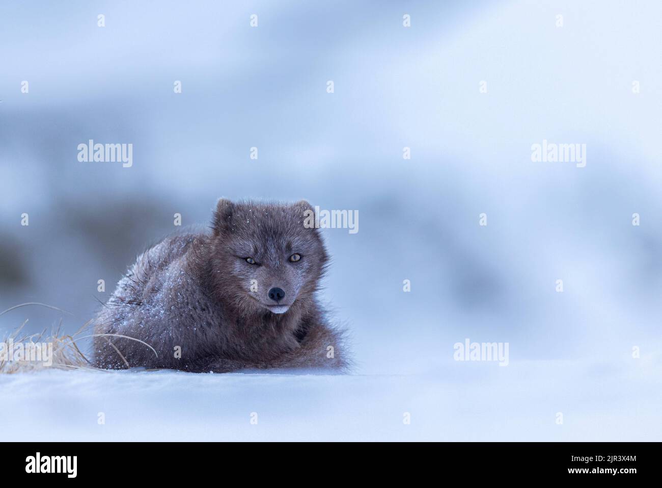 Eine flache Aufnahme des arktischen Fuchses, der auf dem Schnee im Hornstrandir Nature Reserve, Island, ruht Stockfoto