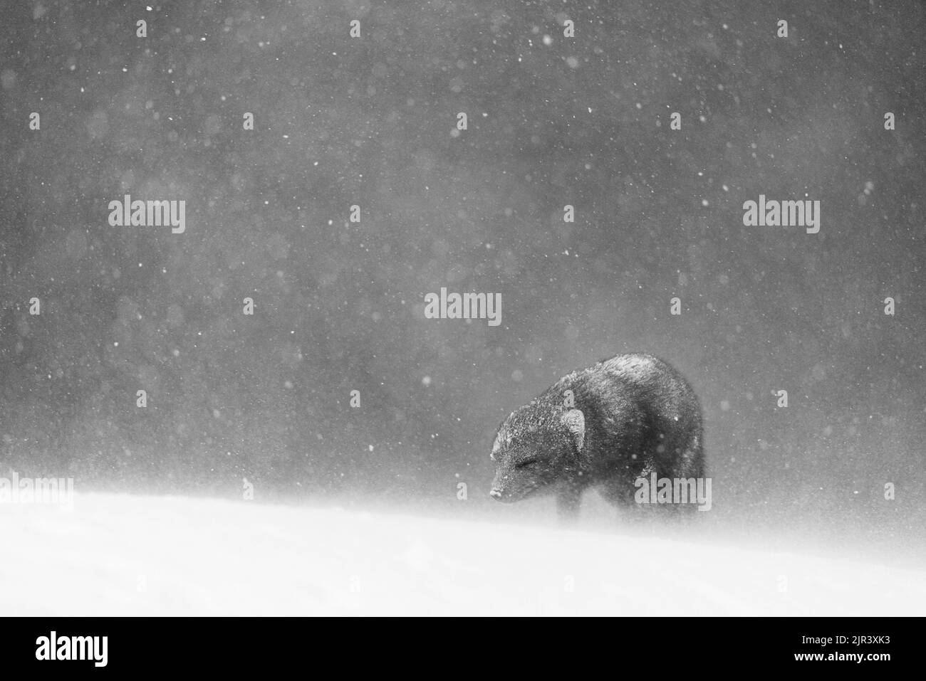 Eine Graustufenaufnahme des arktischen Fuchses im Schnee im Hornstrandir Nature Reserve, Island Stockfoto