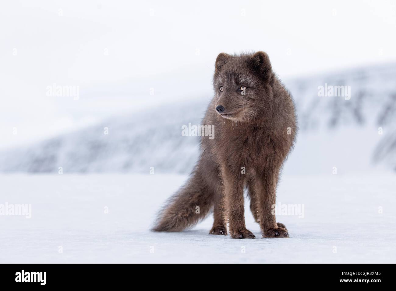 Ein pelzigen Polarfuchs mit flauschigem Schwanz, der auf dem Schnee im Hornstrandir Nature Reserve, Island, sitzt Stockfoto
