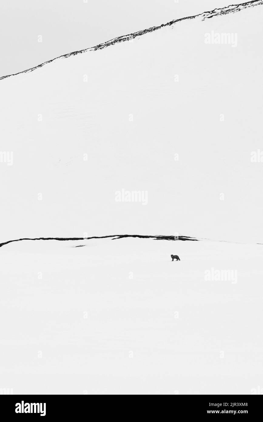 Eine Winterszene mit einem Polarfuchs im Schnee in weiter Ferne, Hornstrandir Nature Reserve, Island Stockfoto
