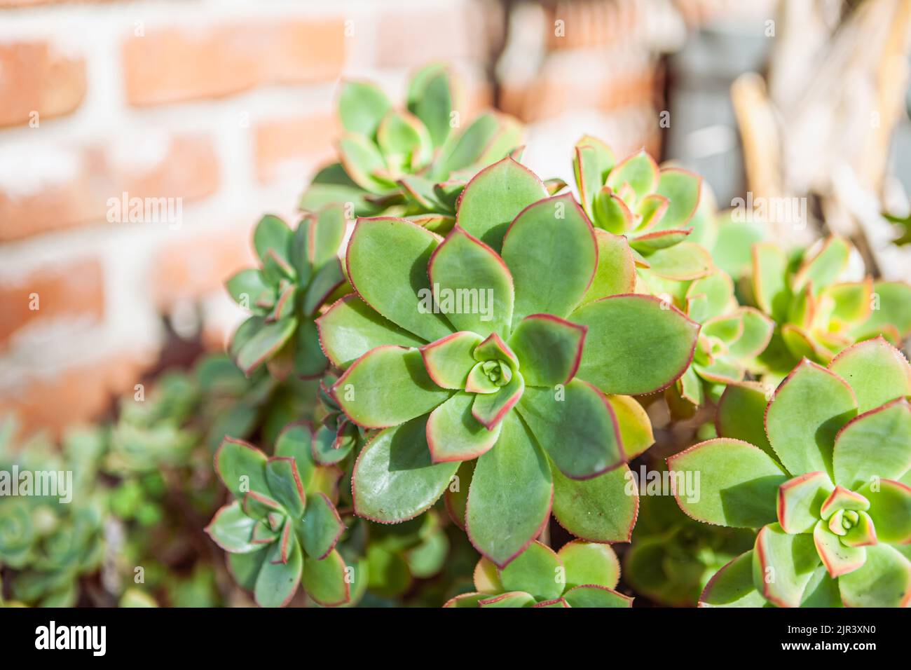 Aeonium Sukkulenten mit Backstein Hintergrund Stockfoto