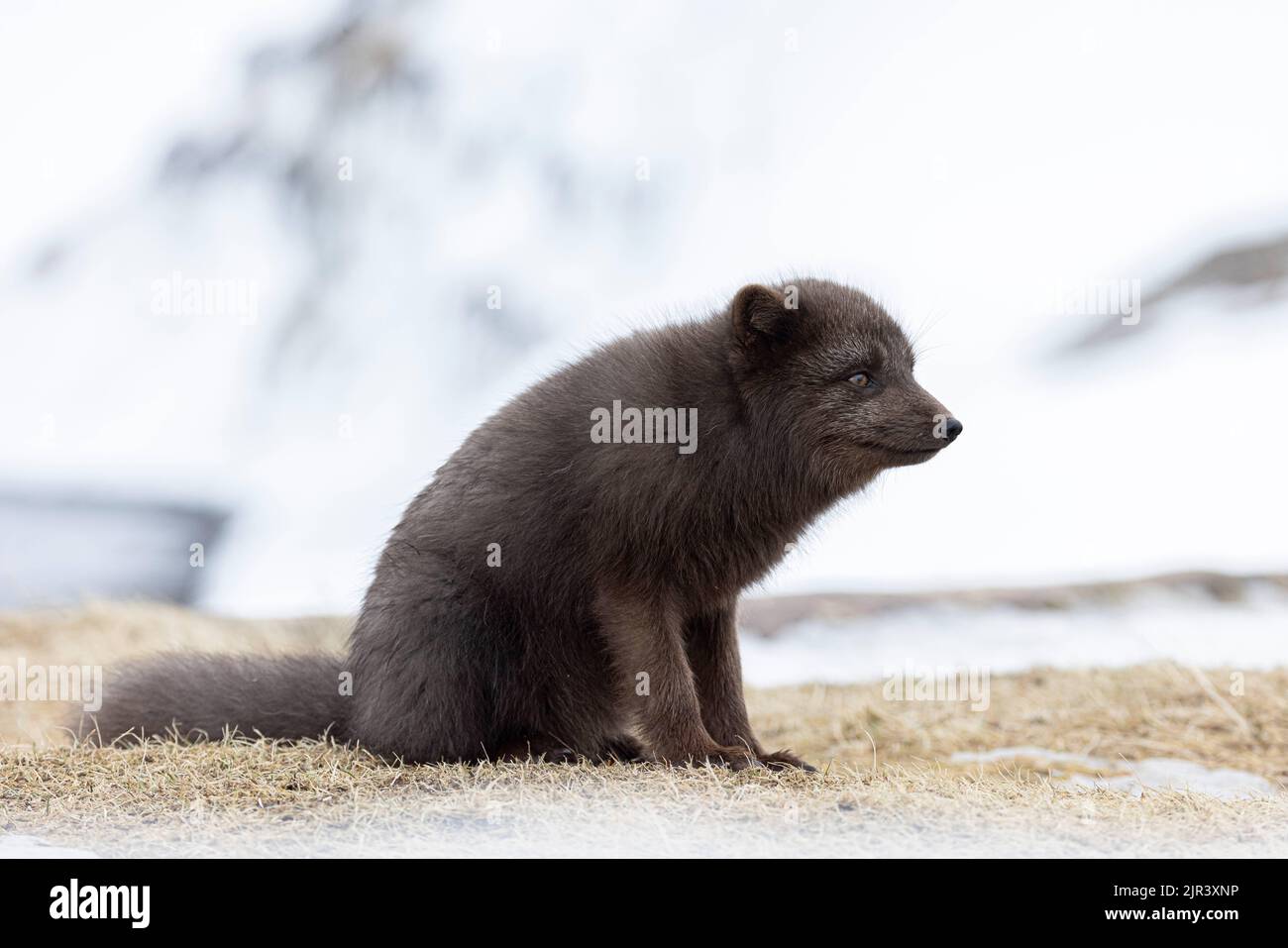 Ein pelzigen Polarfuchs in seinem natürlichen Lebensraum im Hornstrandir Nature Reserve, Island Stockfoto
