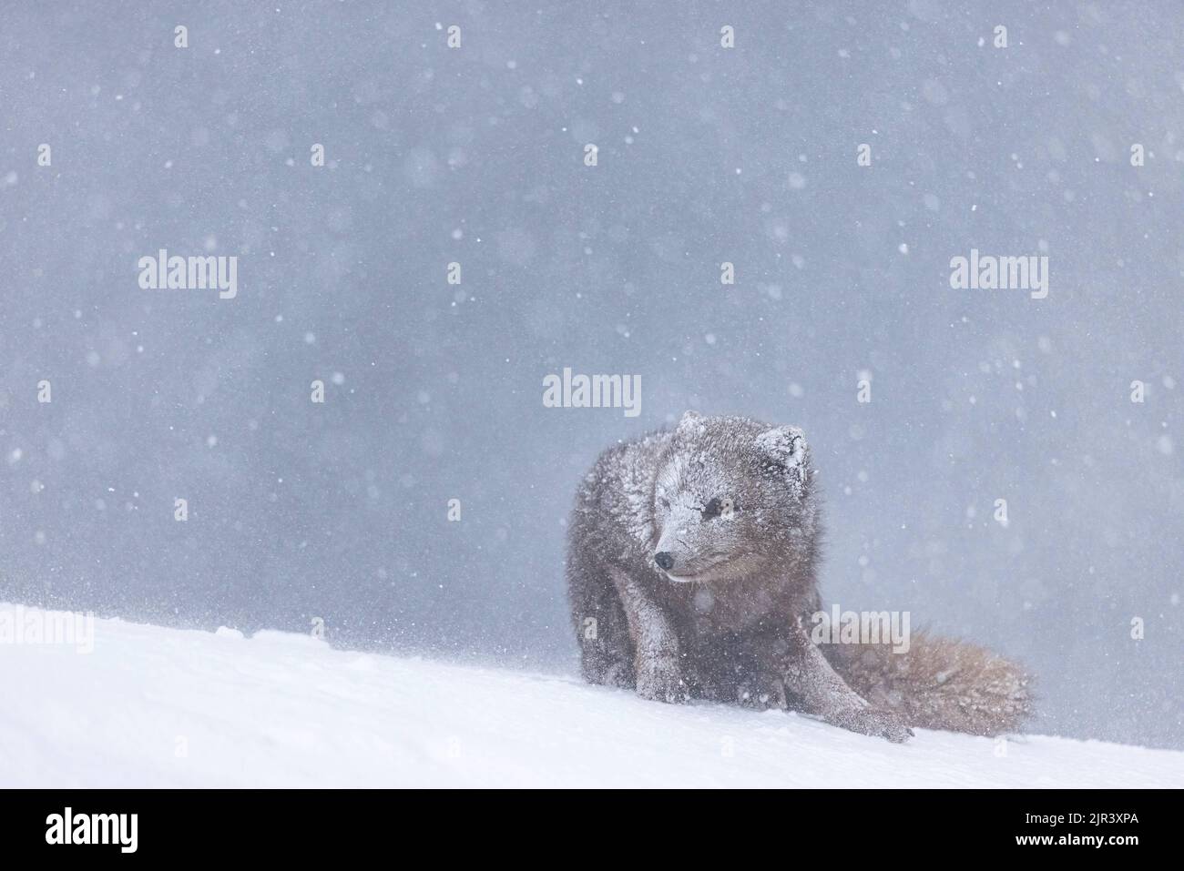 Flauschiger Polarfuchs auf weißem Schnee im Hornstrandir Nature Reserve, Island Stockfoto