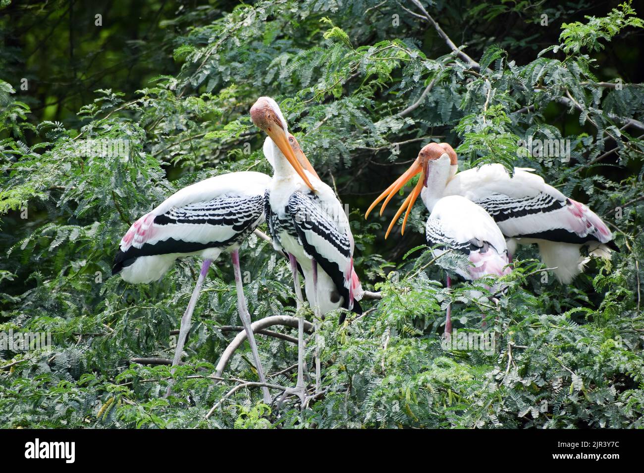 Schar von Painted Storks, die Zugvögel sind, die Ruhe in New Delhi Zoo in Indien Stockfoto