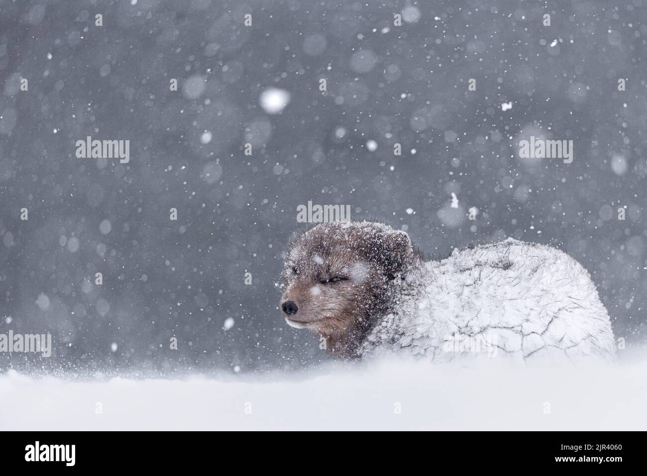 Nahaufnahme eines pelzigen Polarfuchses im weißen Schnee im Hornstrandir Nature Reserve, Island Stockfoto