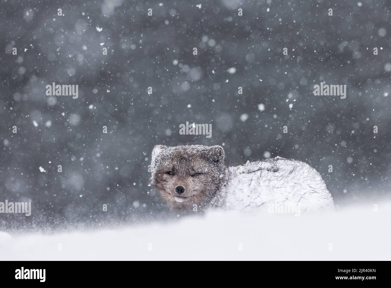 Ein Porträt eines flauschigen Polarfuchses im Winterhintergrund, Hornstrandir Nature Reserve, Island Stockfoto