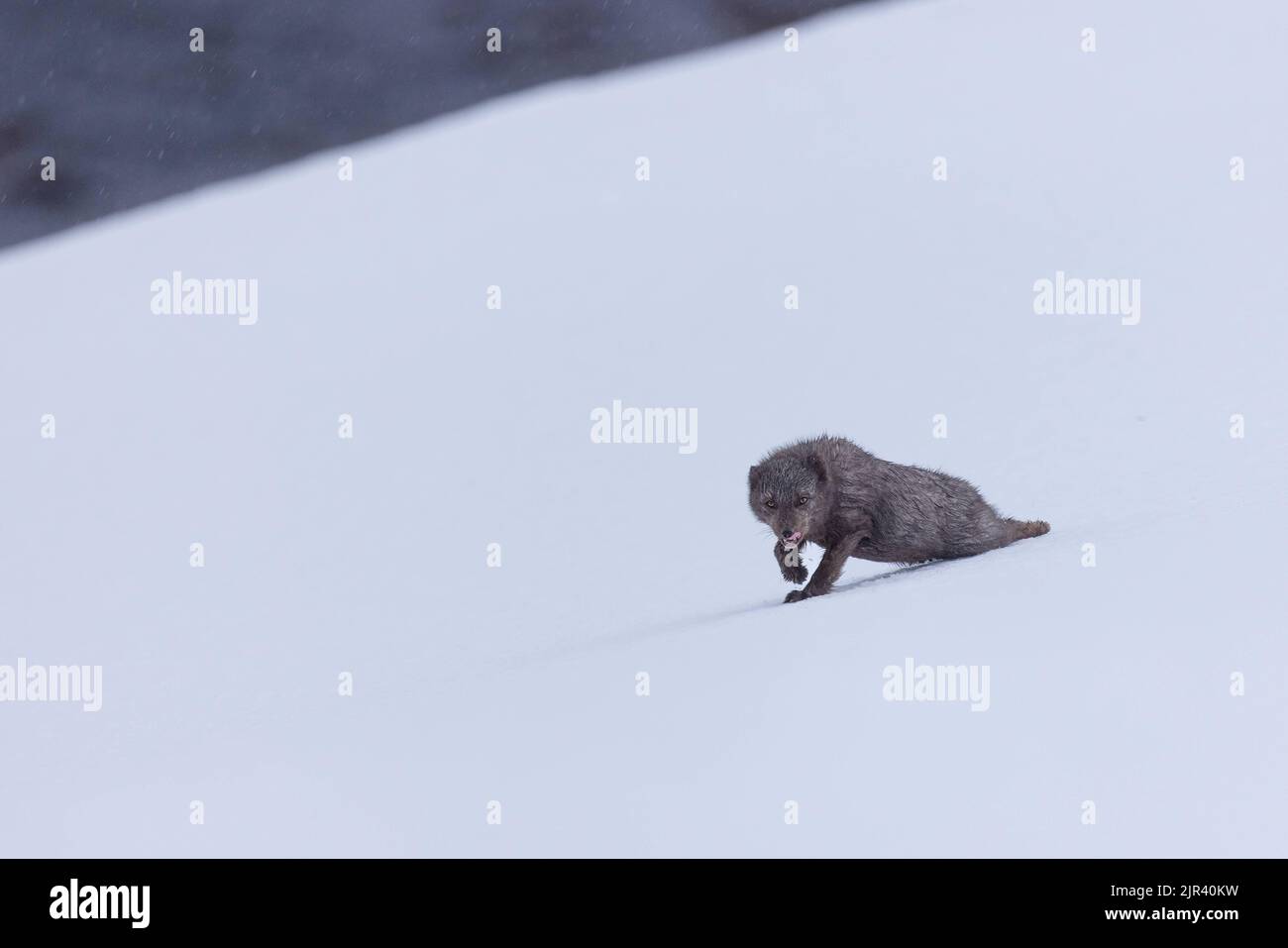 Ein pelzigen Polarfuchs lauert auf dem Schnee im Hornstrandir Nature Reserve, Island Stockfoto
