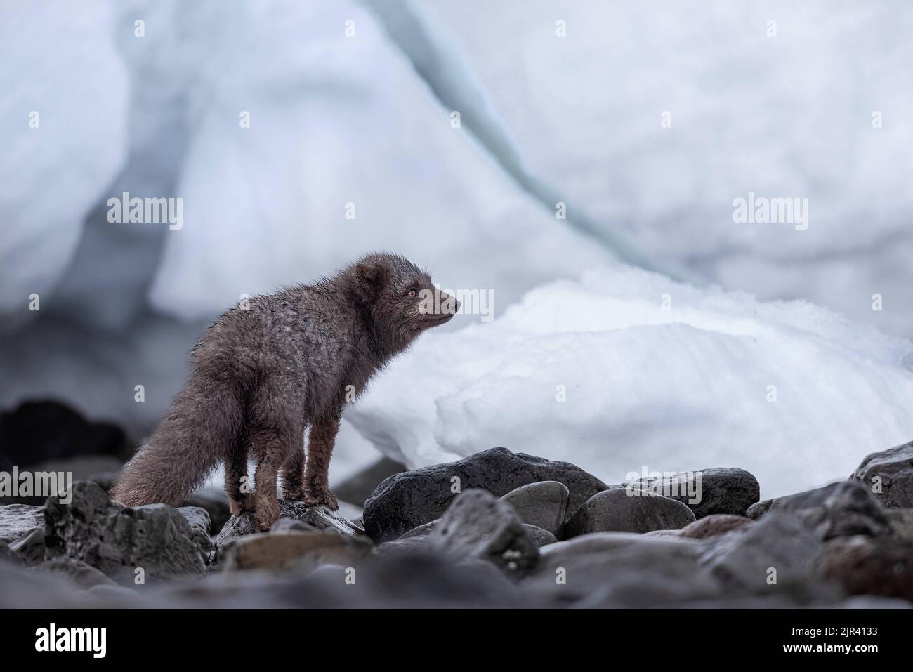 Ein pelziger Polarfuchs mit flauschigem Schwanz im Hornstrandir Nature Reserve, Island Stockfoto