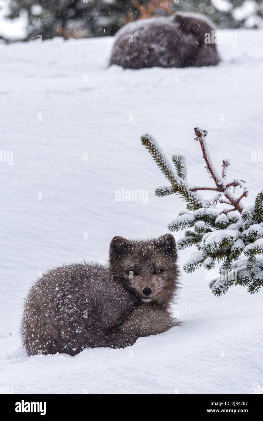 Ein Porträt eines entzückenden flauschigen Polarfuchses, der auf weißem Schnee im Hornstrandir Nature Reserve, Island, ruht Stockfoto