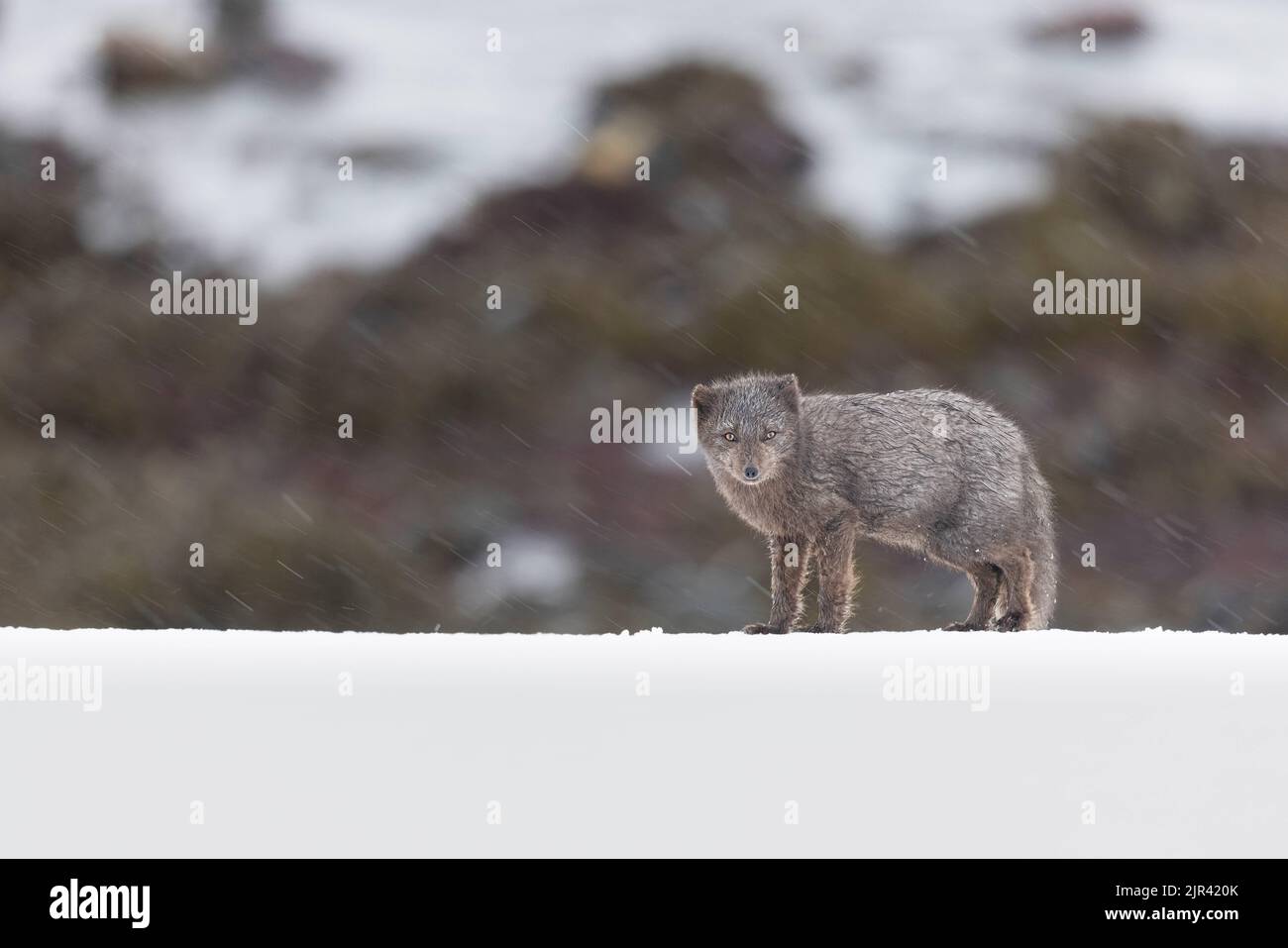 Ein neugieriger Polarfuchs, der im verschneiten Hornstrandir Nature Reserve, Island, wandert Stockfoto