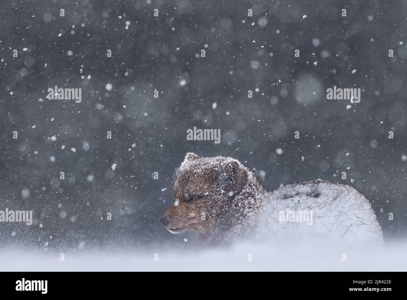Ein Polarfuchs im verschneiten Hintergrund. Fauna des Naturreservats Hornstrandir, Island Stockfoto