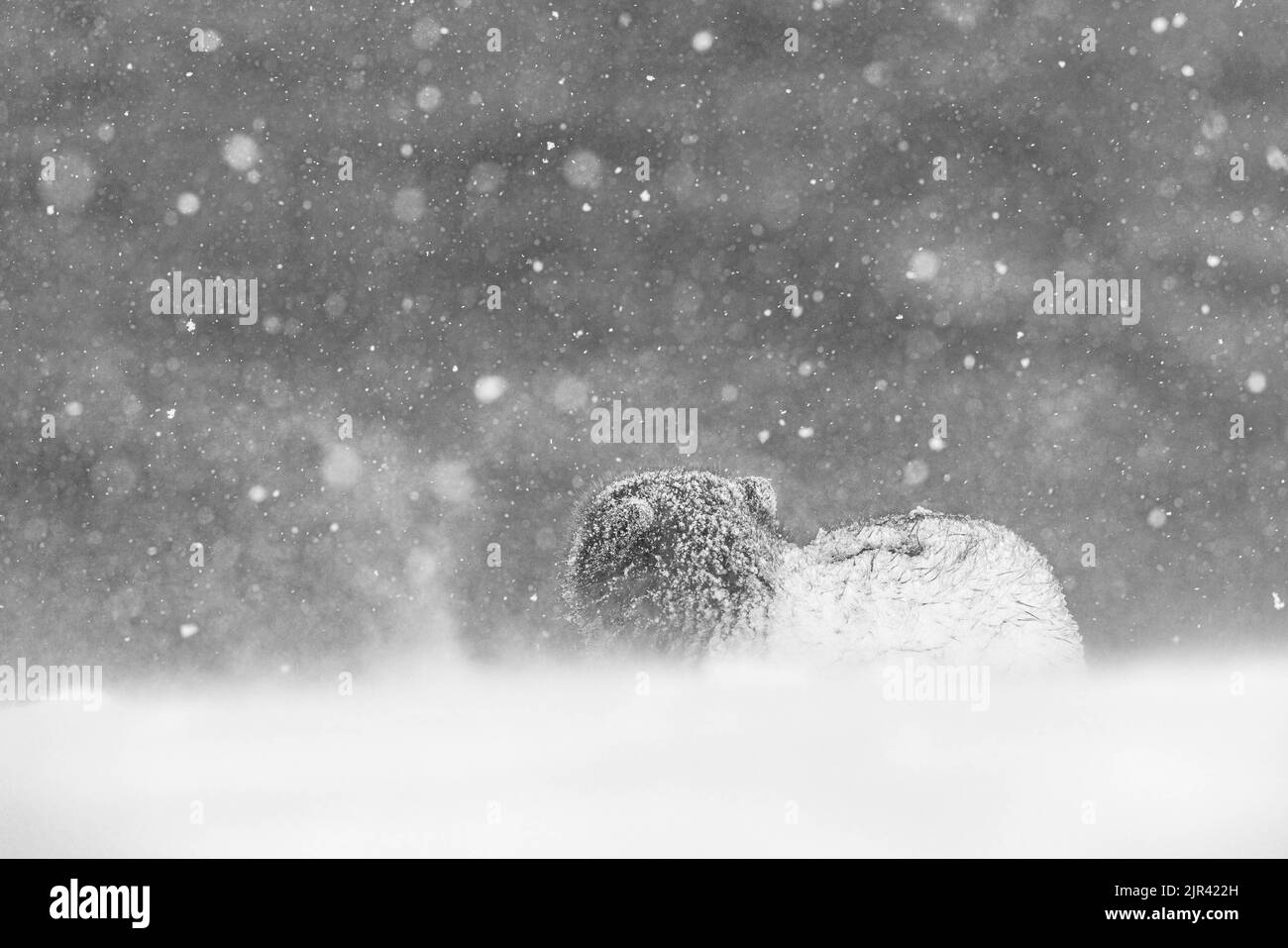 Ein pelzigen arktischen Fuchs, der durch den Schnee gesehen wird, Hornstrandir Nature Reserve, Island Stockfoto