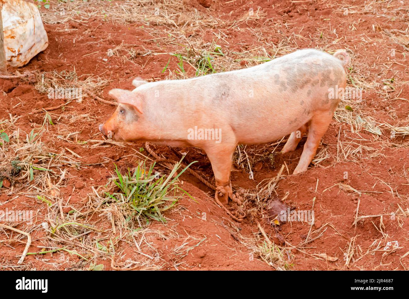 Ein Schwein, das draußen auf losem Boden gebunden ist Stockfoto