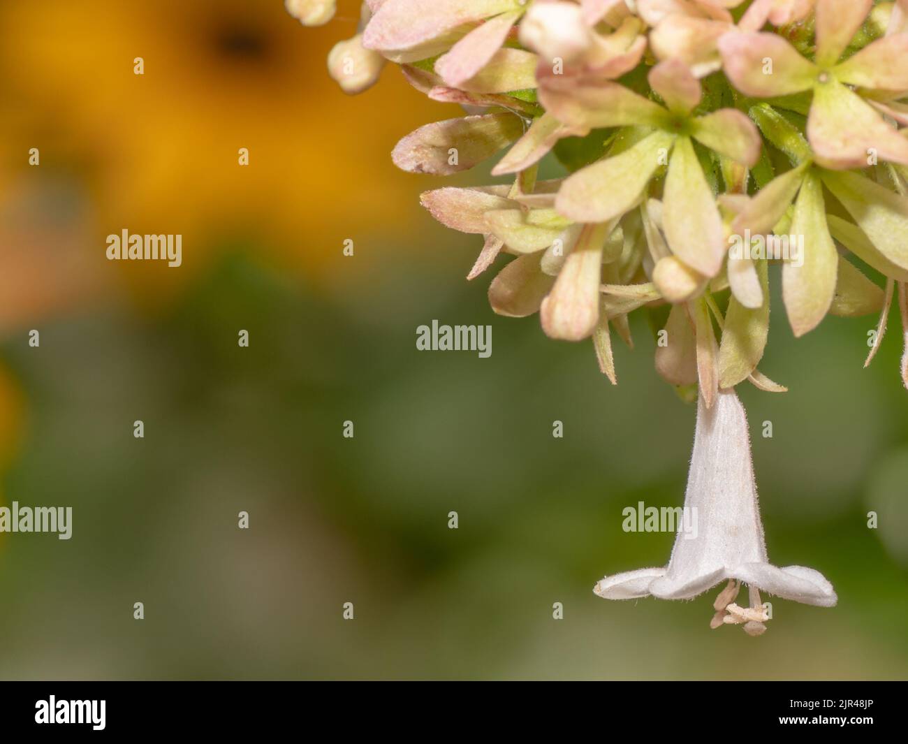 Eine zarte Abelia-Blüte im Fokus im rechten Vordergrund, schwarz-äugige susan im Hintergrund links verschwommen. Stockfoto