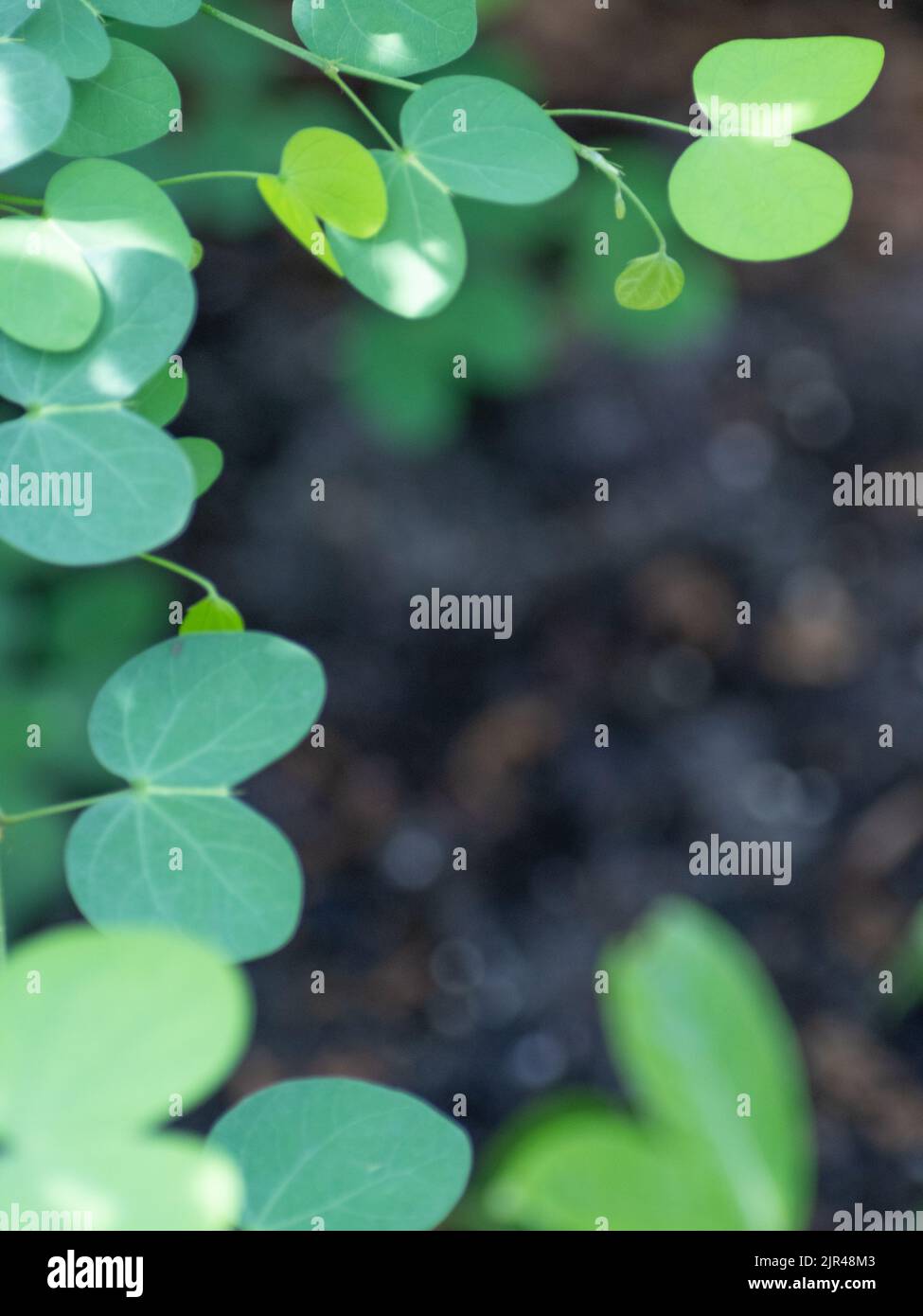 Grünes Laub bildet einen Rahmen um einen dunklen Hintergrund mit Platz für Kopien. Stockfoto