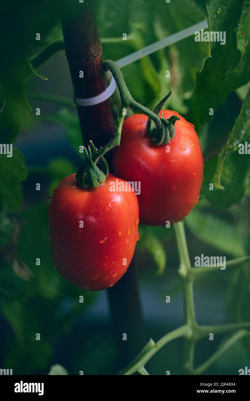 Große rote Tomaten bereit zur Ernte. Hochwertige Fotos Stockfoto