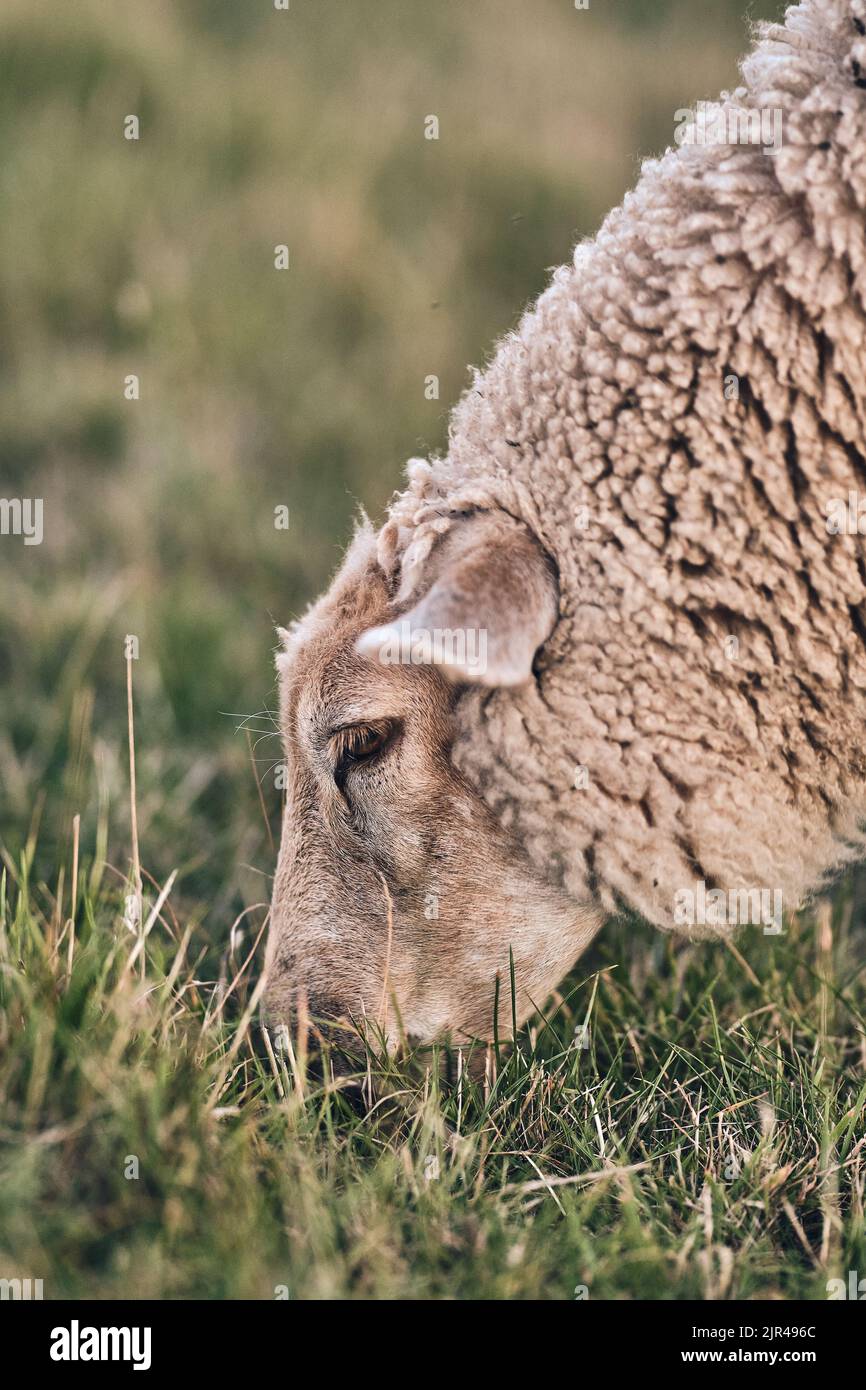Weidende Schafe in der Nähe. Hochwertige Fotos Stockfoto