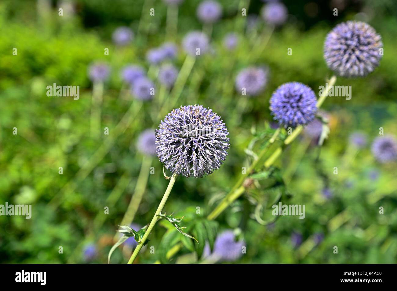 Blumenbeet voller violetter Kugeldisteln Stockfoto