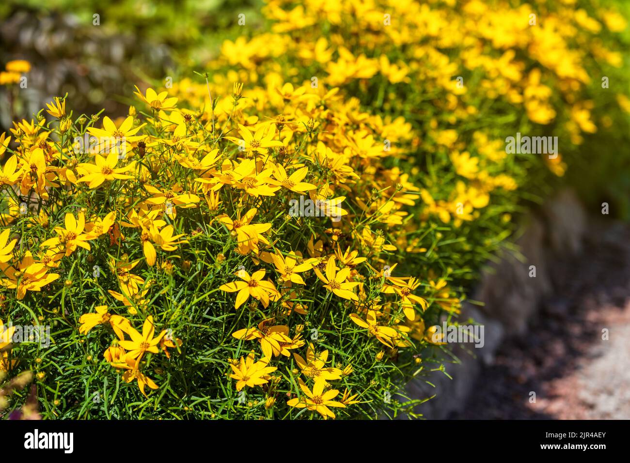 Gelbe, helle Blüten der Coreopsis verticillata. Grenze entlang des Weges im Garten von unterdimensionierten Pflanzen Stockfoto
