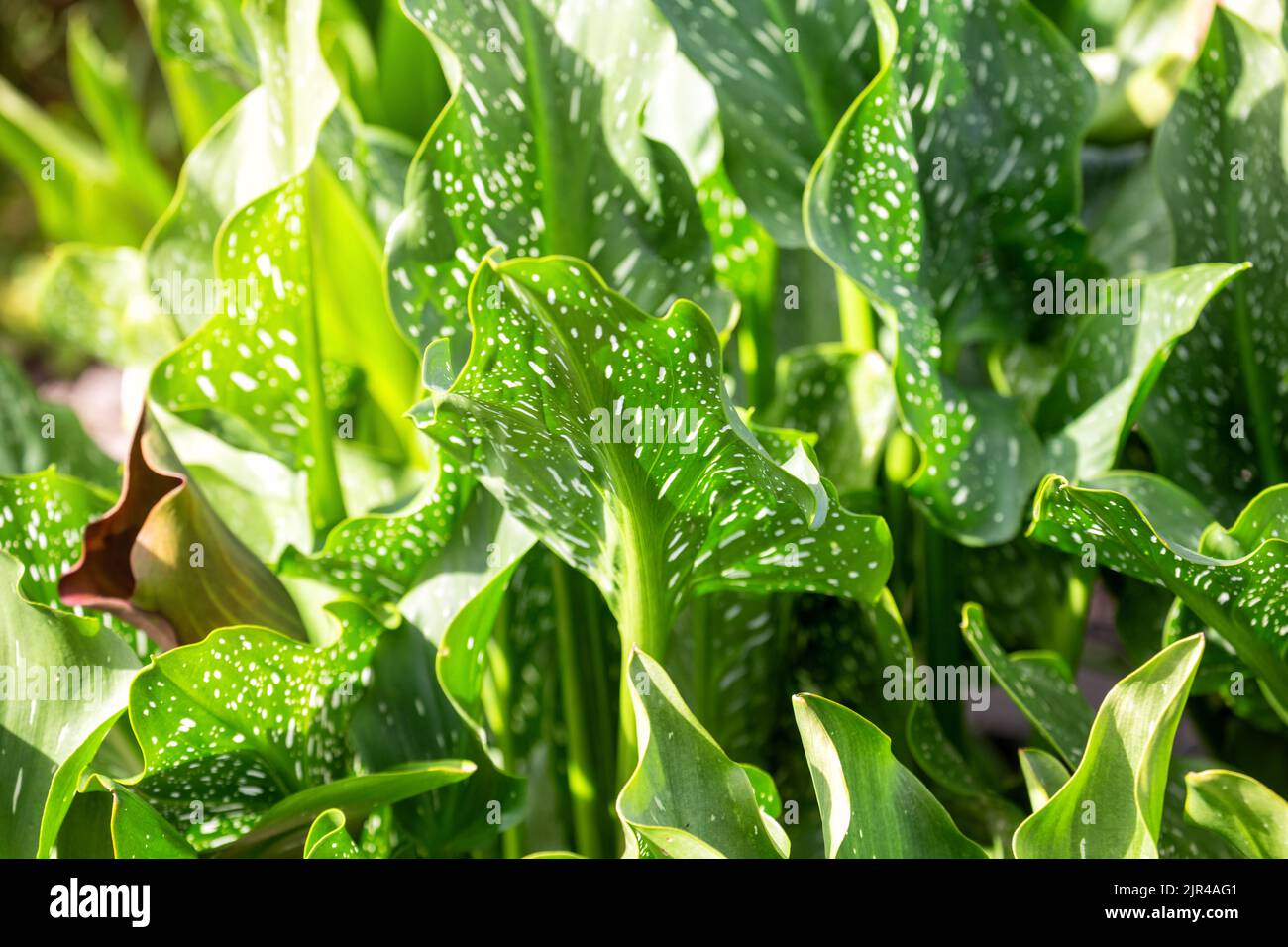 Zierpflanze Zantedeschia mit großen grünen Blättern mit weißen Flecken Stockfoto