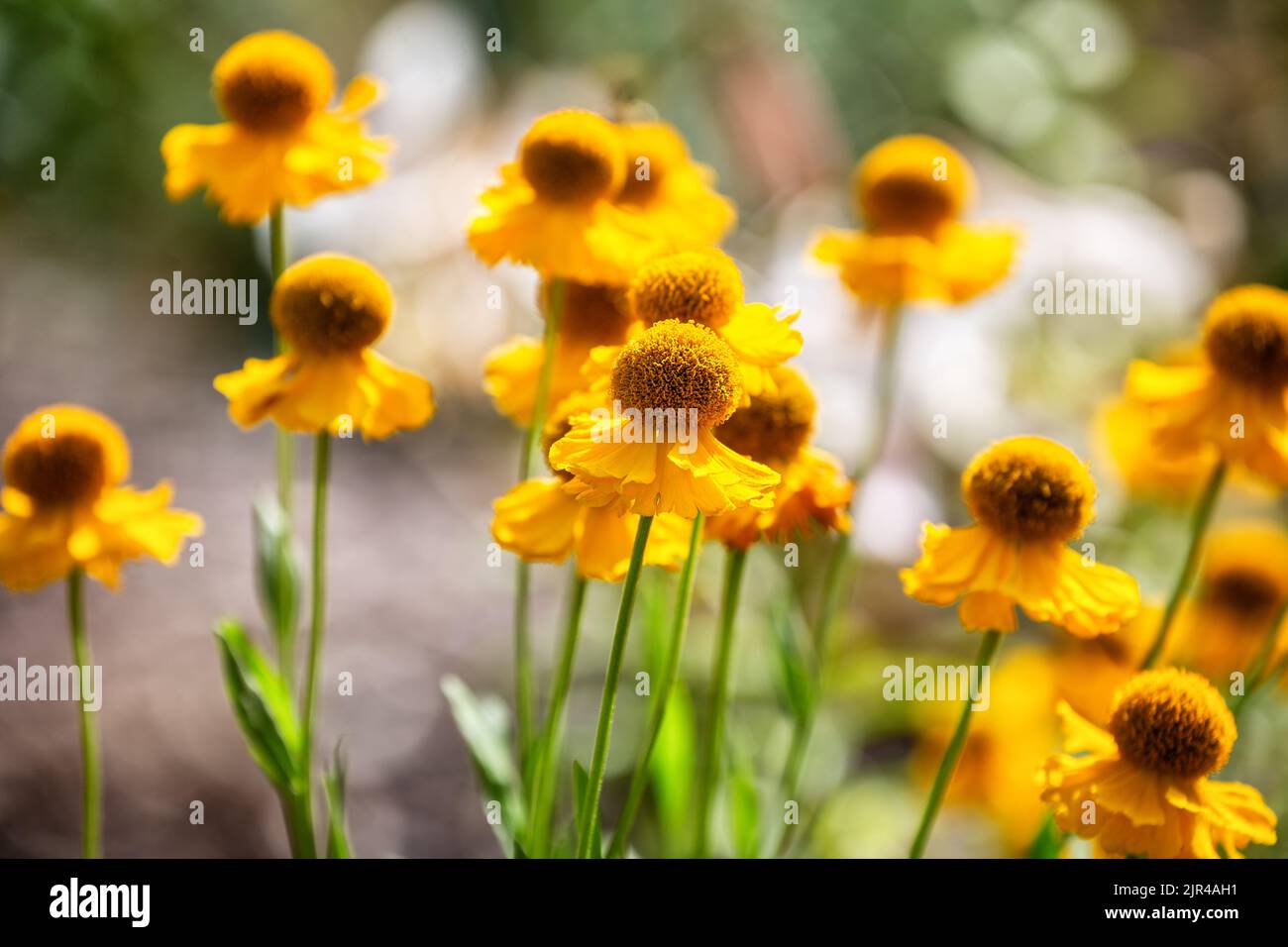 Schöne gelbe Blüten von Helenium autumnale oder Niesen Stockfoto