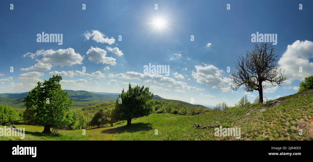 Panorama mit Sonne und grünem Baum in der Berglandschaft Stockfoto