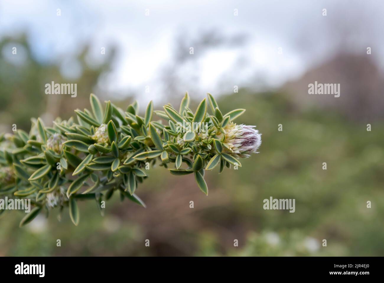 Adenocarpus hispanicus. Es ist eine blühende Pflanze aus der Familie der Fabaceae, die auf der Iberischen Halbinsel endemisch ist. Foto aufgenommen in der Gemeinde Horcajuelo Stockfoto