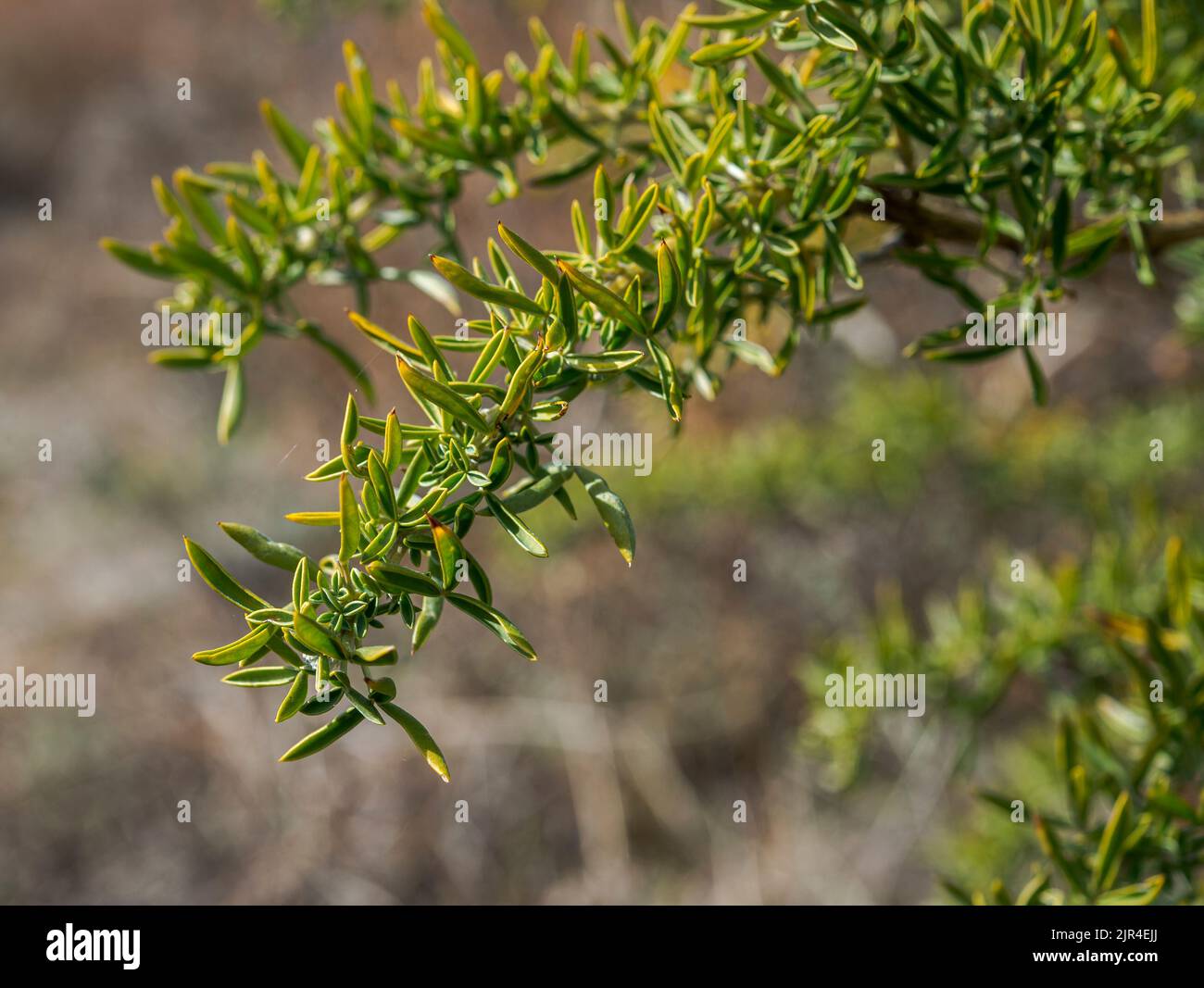Adenocarpus hispanicus. Es ist eine blühende Pflanze aus der Familie der Fabaceae, die auf der Iberischen Halbinsel endemisch ist. Foto aufgenommen in der Gemeinde Horcajuelo Stockfoto