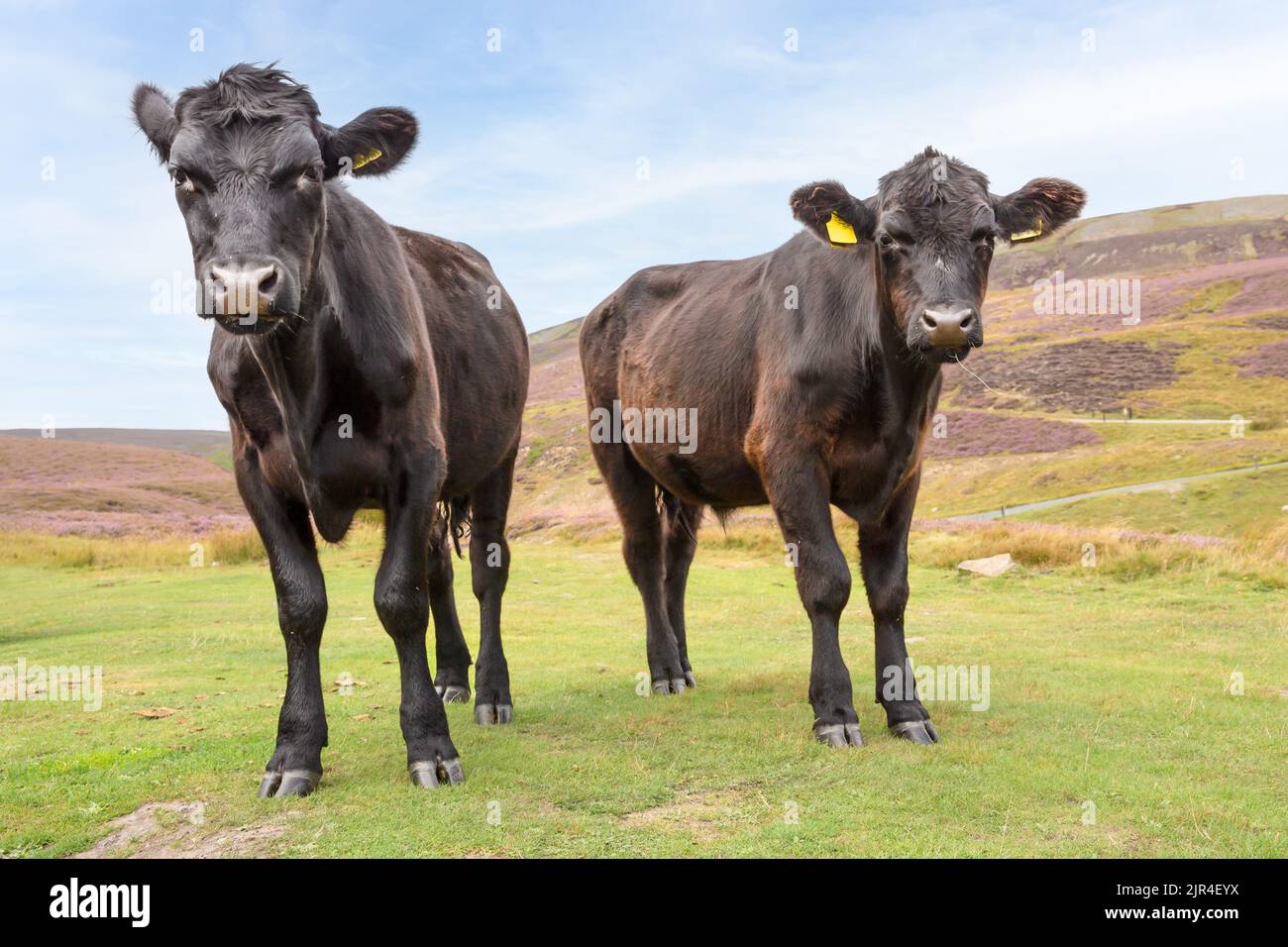 Nahaufnahme von zwei jungen schwarzen Kühen, die nach vorne blicken und im Spätsommer frei herumlaufen, auf einem mit violetter Heidekraut bedeckten Moorland, Swaledale, Yorkshi Stockfoto