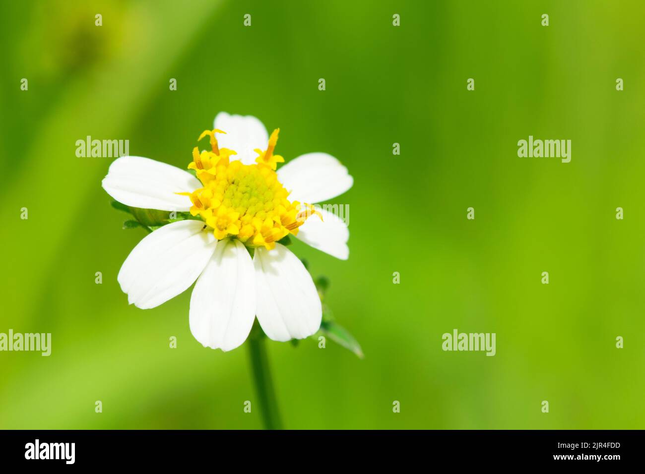 Grasgrün und Kamillen in der Natur Stockfoto