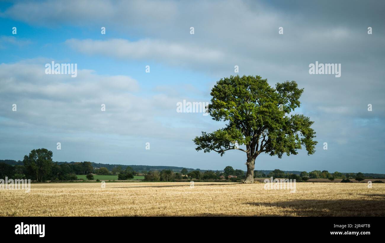 Einsame Eiche auf leerem Feld unter blauem Himmel Stockfoto