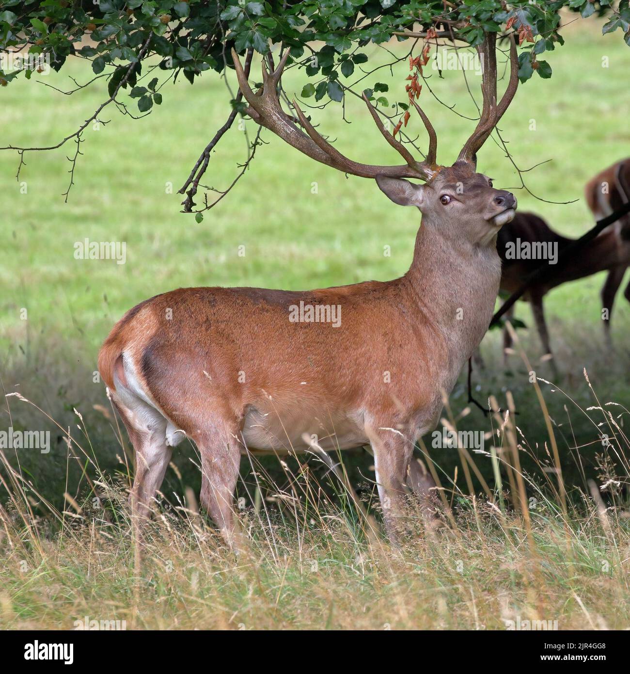 Rothirsch (Cervus Elahus) Hirsch Stockfoto