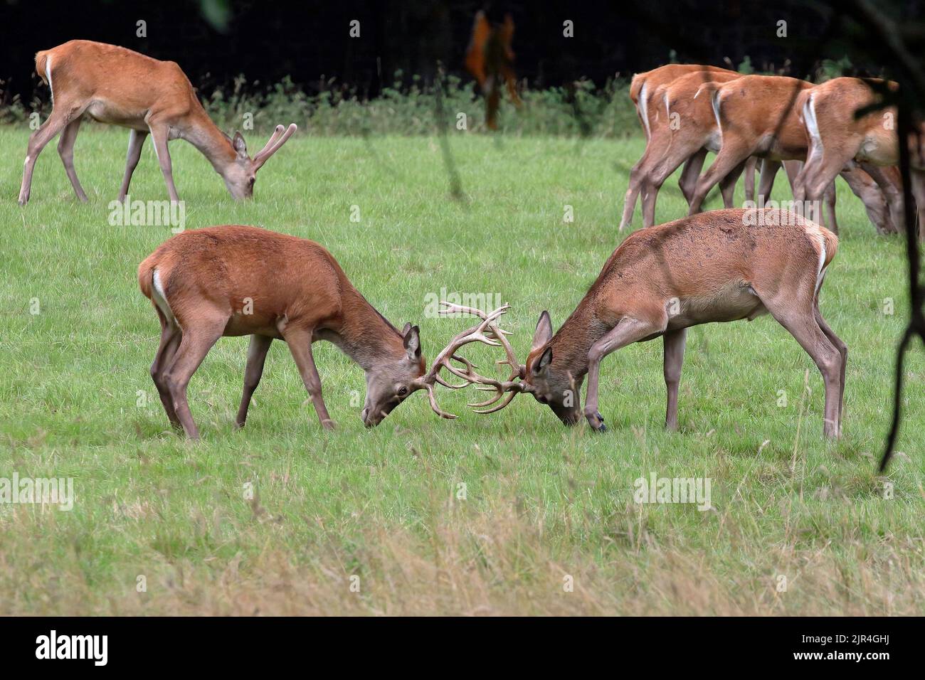 Rothirsch (Cervus Elahus) Hirsch Stockfoto