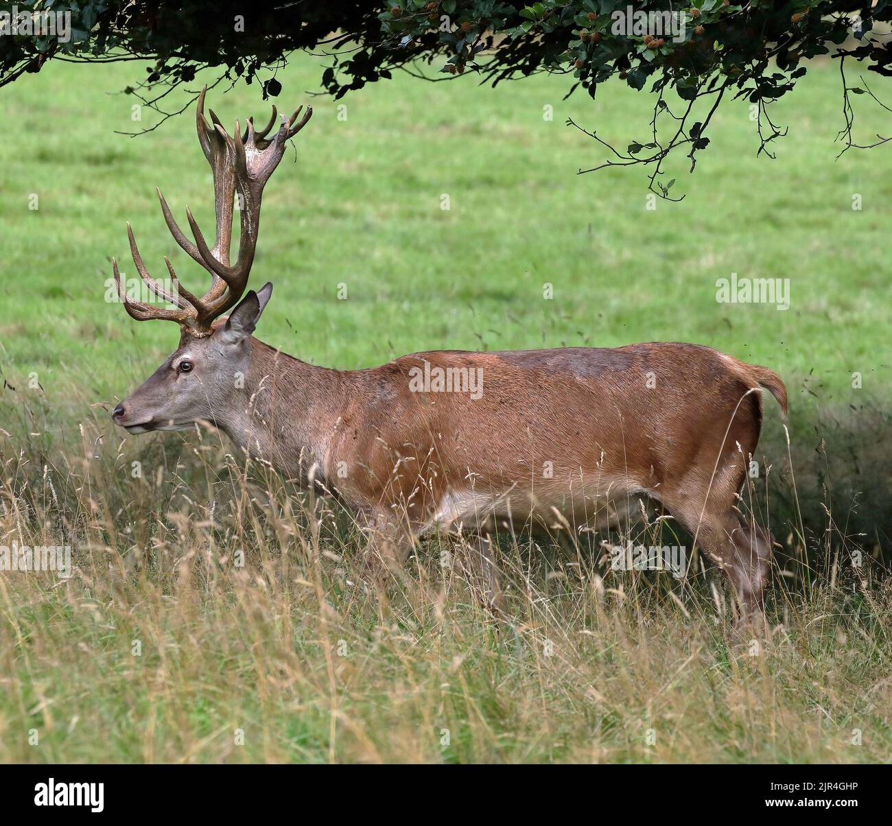 Rothirsch (Cervus Elahus) Hirsch Stockfoto