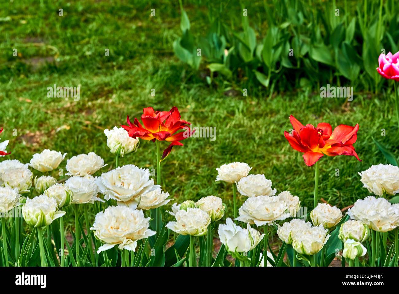 Charmanter, warmer, grüner Rasen mit leuchtend roten, weißen, zarten Tulpen Stockfoto