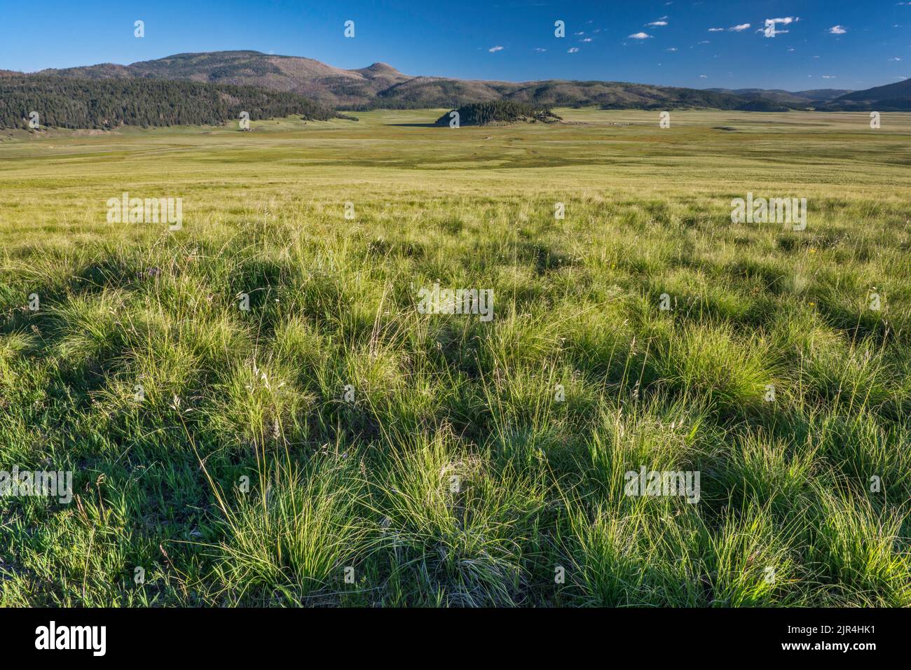 Bergiges Grasland bei Valle Grande, Redondo Peak auf der linken Seite, Cerro la Jara in der Mitte, am frühen Morgen, im Valles Caldera Natl Preserve, New Mexico, USA Stockfoto