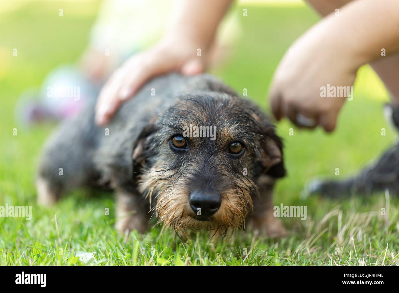 Porträt eines niedlichen wiener Hundes, der im Sommer im Garten im Freien mit einer Person kuschelt Stockfoto