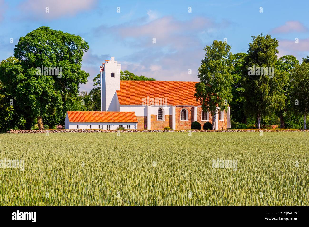 Typische Alte Kirche in Zentral-Dänemark in der Nähe eines Feldes mit Pflanzen, am Sommertag Stockfoto