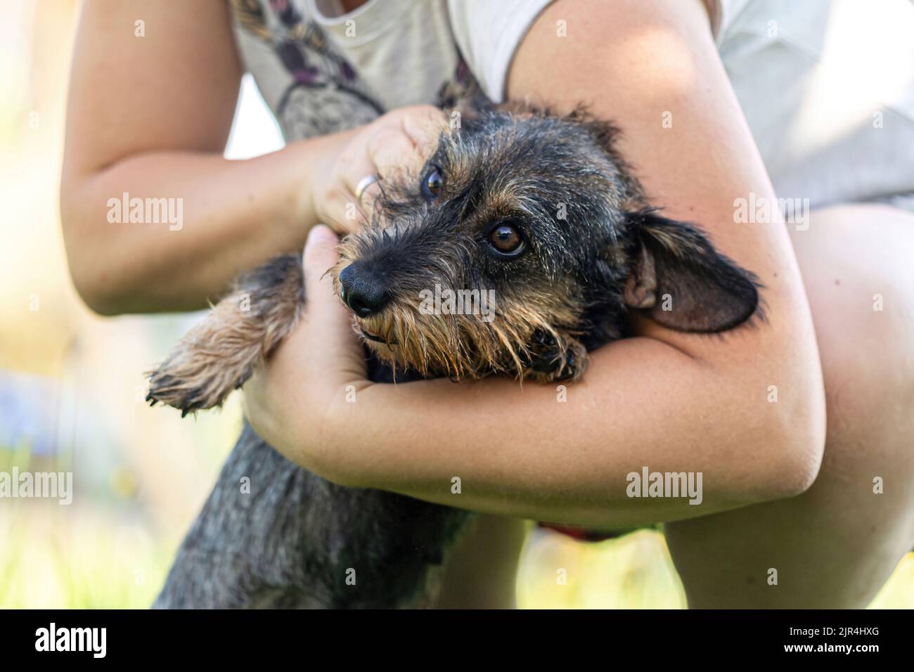 Porträt eines niedlichen wiener Hundes, der im Sommer im Garten im Freien mit einer Person kuschelt Stockfoto