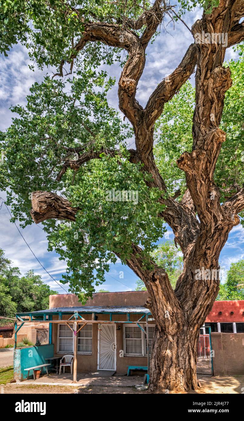 Ciriaco Rael Market, historisches Gebäude, Mitte 1880s, alter Baumwollholzbaum, in Los Cerrillos, Der Turquoise Trail, New Mexico, USA Stockfoto