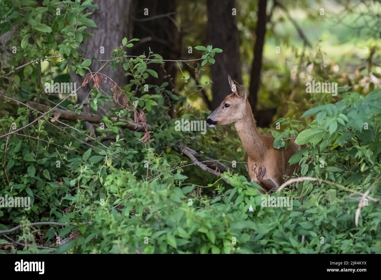 Ein Hirsch schaut aus dem Unterholz eines Waldes Stockfoto