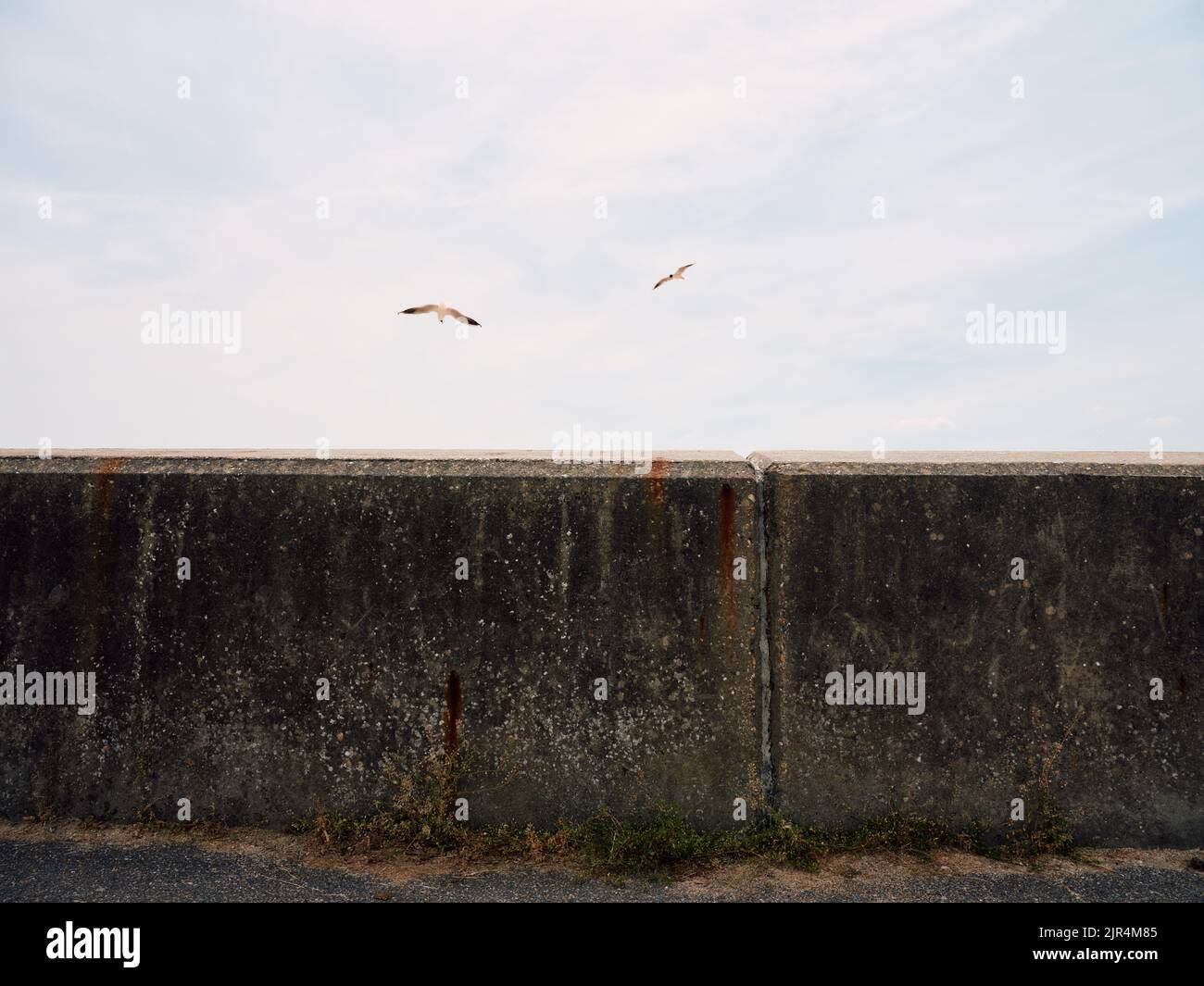Möwen, die über die Betonmauer fliegen, überschwemmen die Überschwemmungsabwehr auf Canvey Island, Themse Estuary, Essex, England, Großbritannien Stockfoto