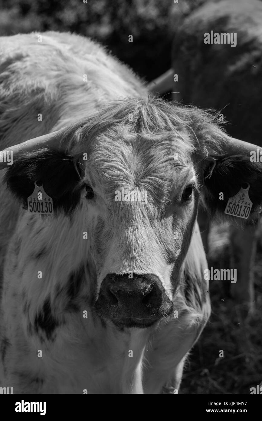 Englisches Longhorn-Rind, das im ländlichen Herefordshire in Großbritannien eine Wiederbelebung erlebt. Juli 2022 Stockfoto