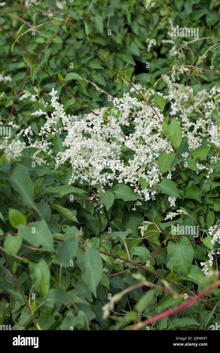 Russische Rebe, Buchara-Blumenblume, chinesische Fleecevine, Meile pro Minute, Silberspitze Rebe (Fallopia baldschuanica, Fallopia aubertii, Polygonum Stockfoto