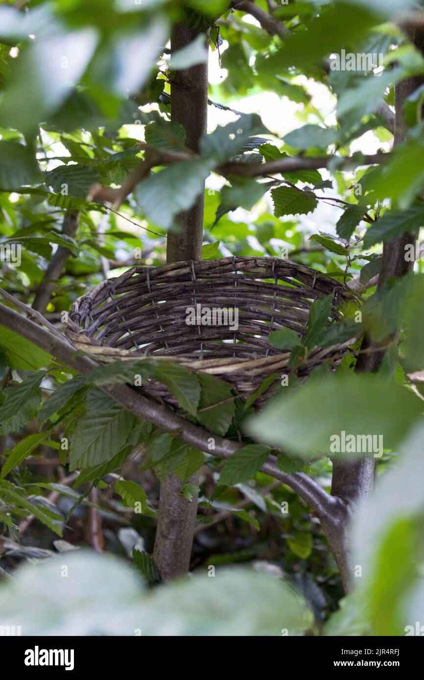 Fester Nistkorb in einer Hainbuche Hecke Stockfoto