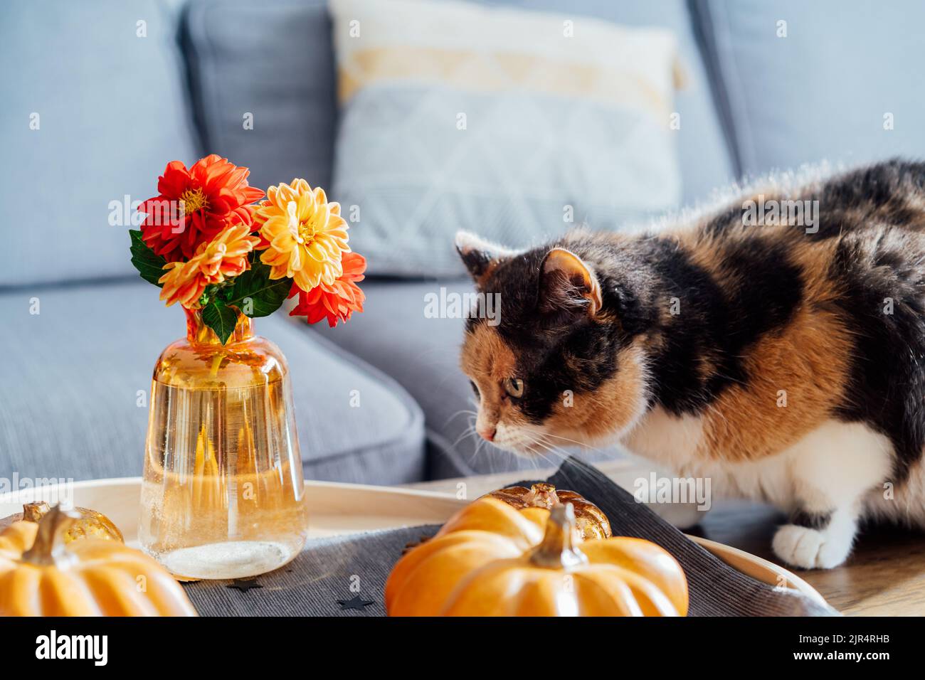 Niedliche mehrfarbige Katze schnüffeln Herbst gemütliche Stimmung Komposition für Hygge Home Dekor. Orangefarbene Kürbisse, Kerzen, frische Dahlia-Blumen auf dem Tablett Stockfoto