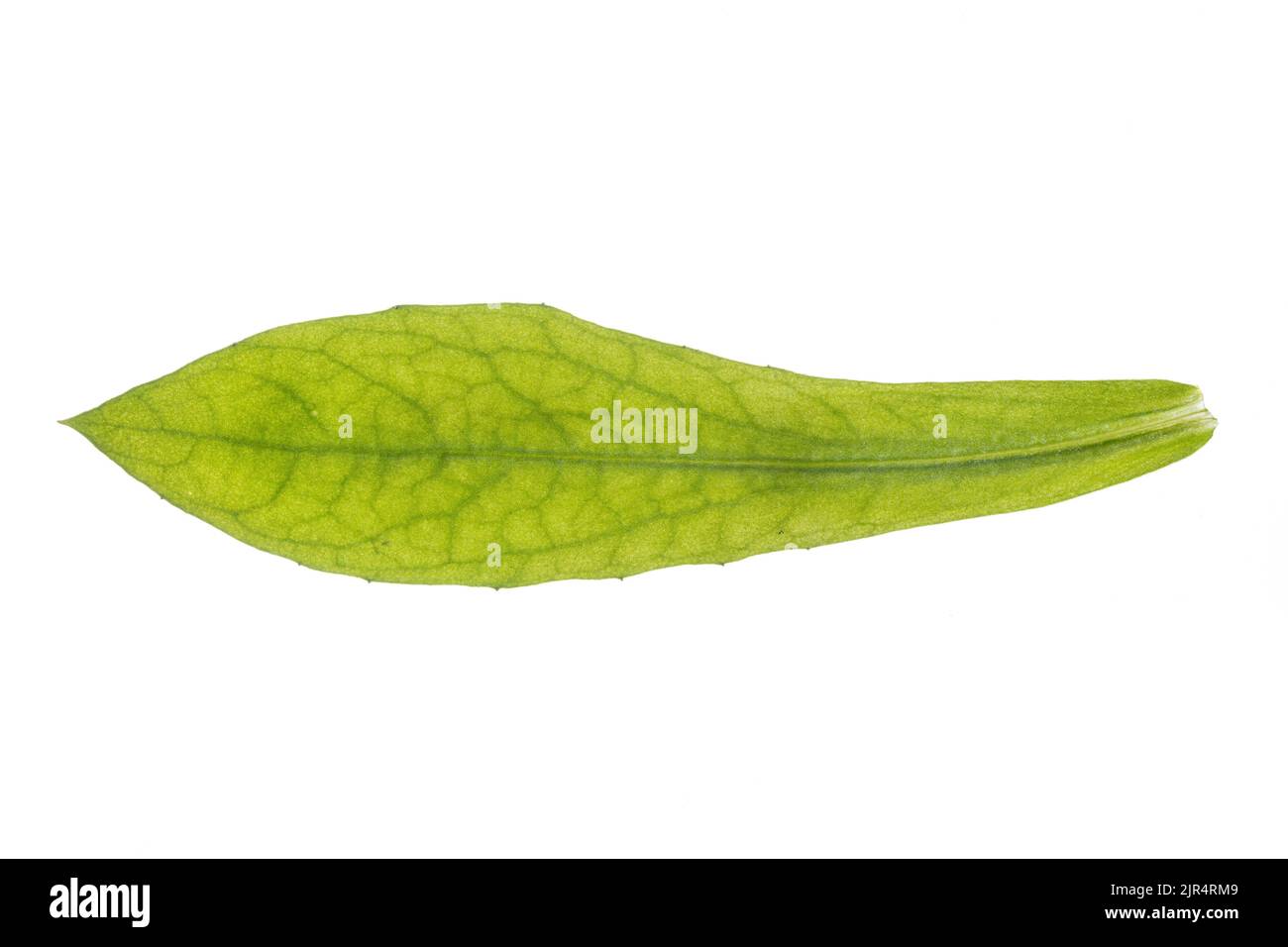 Ringelblume (Calendula officinalis), Blatt, ausgeschnitten Stockfoto