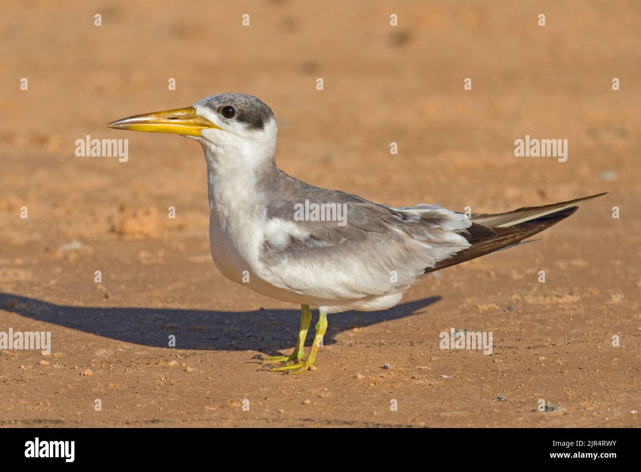 Großschnabelseeschwalbe (Phaetusa simplex), steht auf dem Boden, Brasilien, Pantanal Stockfoto