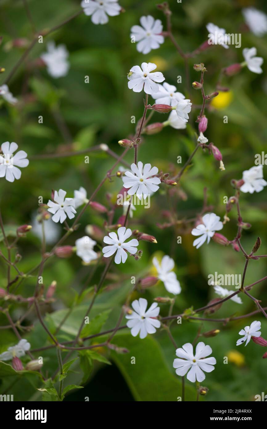 White Campion (Silene Latifolia Subspecies Alba, Silene Alba, Silene Pratensis, Melandrium Album), blühend, Deutschland Stockfoto