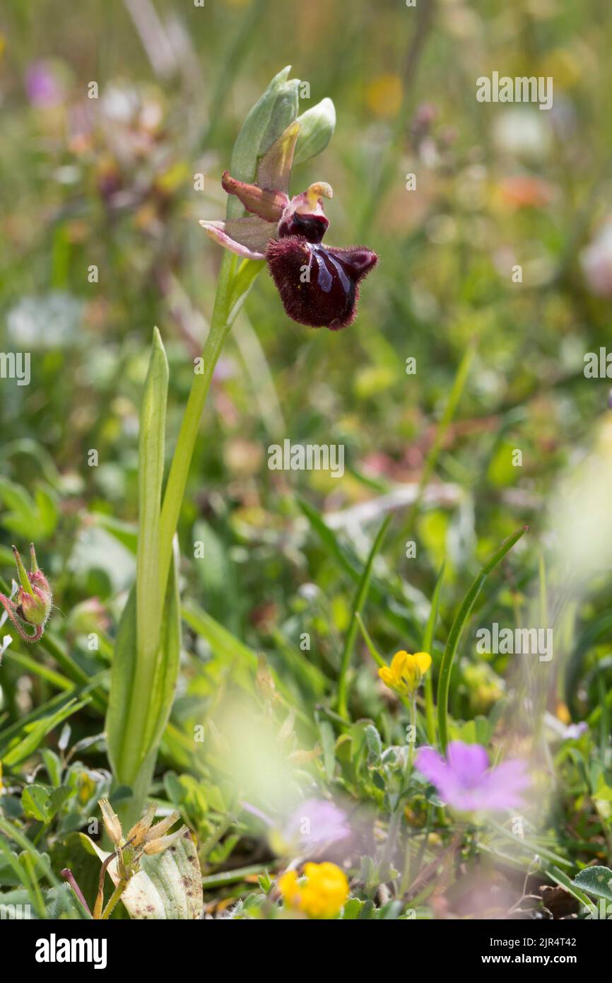 Schwarzspinnenorchidee (Ophrys incubacea, Ophrys atrata, Ophrys sphegodes subsp. Atrata, Ophrys aranifera var. Atrata), einzelne blühende schwarze Spinne Stockfoto